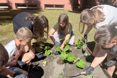 program-aktywnej-edukacji-uczniow-warzywnik-sp-klucze-2024-3