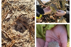 dinoprzygoda-w-2b-czyli-dzien-dinozaura-z-nauka-sp-klucze-2026-1