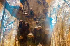 foto_iwo_kocjan-1