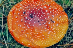 geometria-w-lesnym-ekosystemie_zuzanna-choinska-1
