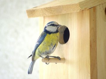 karmnik i sikorka - zdjęcie dekoracyjne