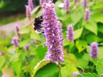 pszczoła na kwiatku, obrazek dekoracyjny